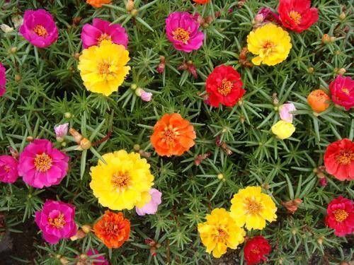  「便宜」这几种花便宜好养，每次开花一大片，长出花海太美了
