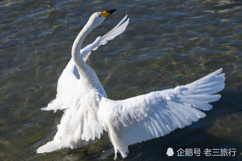  「威海荣成天鹅湖公园」从西伯利亚飞过来的大天鹅，与国内的天