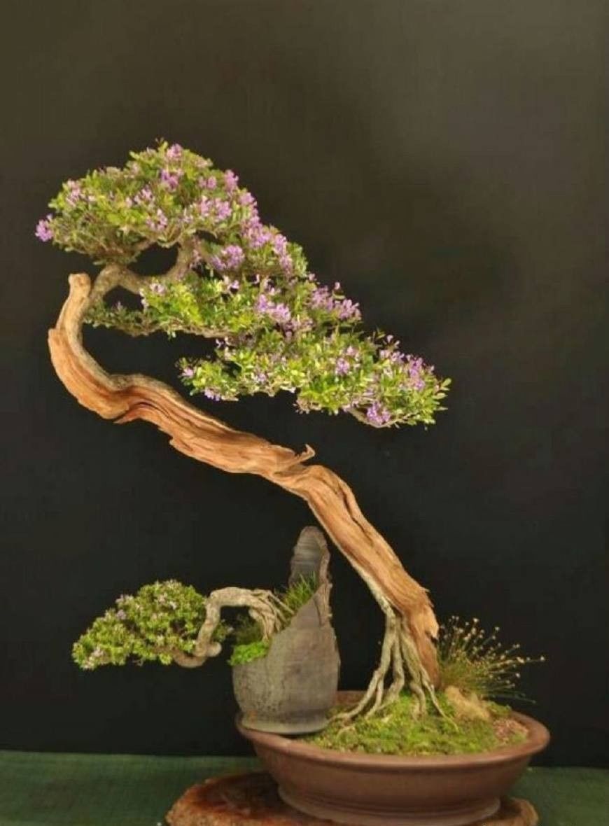 盆景欣赏:精品盆景稀少难得，怡情养性得真知，怀抱一盆胜山珍