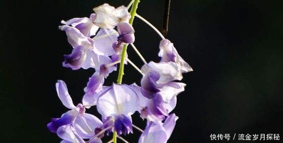 『种花草』可以食用的9种花草,最好在卧室放一盆!不但好看还好吃