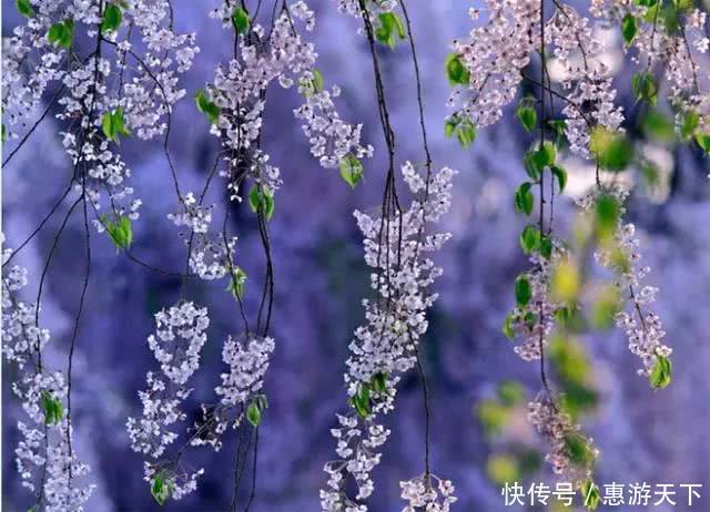 人间三月，桃红柳绿，杏花春雨，最美江南！