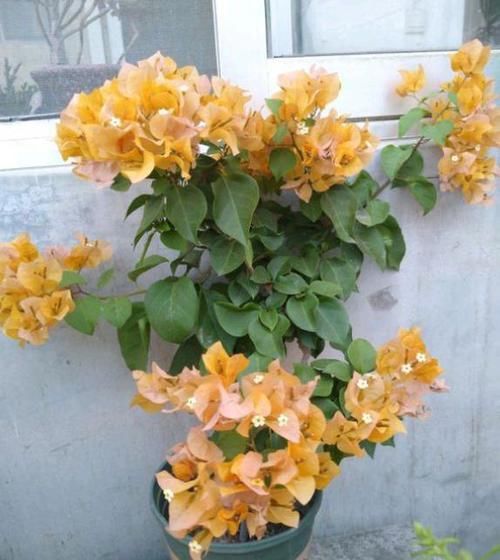  [解决]三角梅掉叶子？找出“原因”巧解决，枝繁叶茂，四季开花