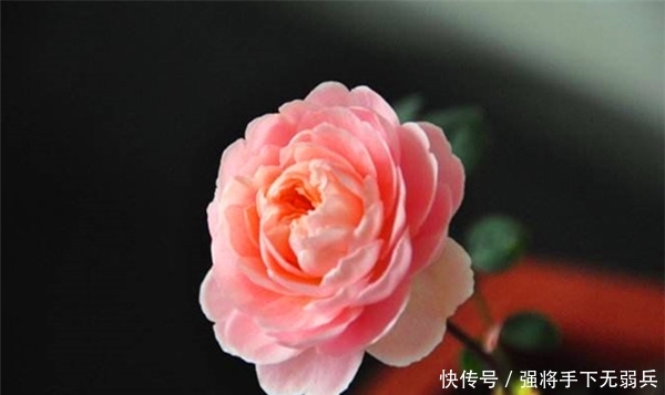  「女王」新手养花，不如养盆花中精品“瑞典女王”，花型丰满，优美淡雅