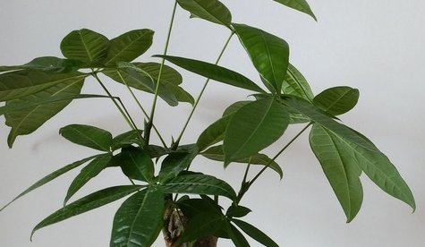  [发财树]家养的发财树一直不长,一个简单的操作,就能让它枝繁叶茂蹭蹭的...