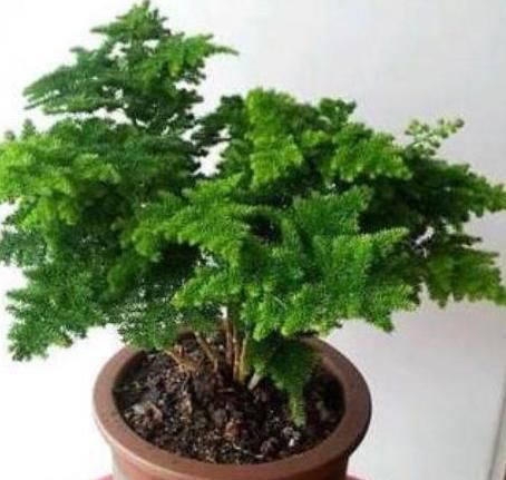  『适合』阳台光照足适合花草生长？别记错了，此6种早搬屋里还有救
