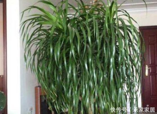  #绿萝#家里有老人和小孩就养4种花，可净化空气，吸收甲醛、灰尘！