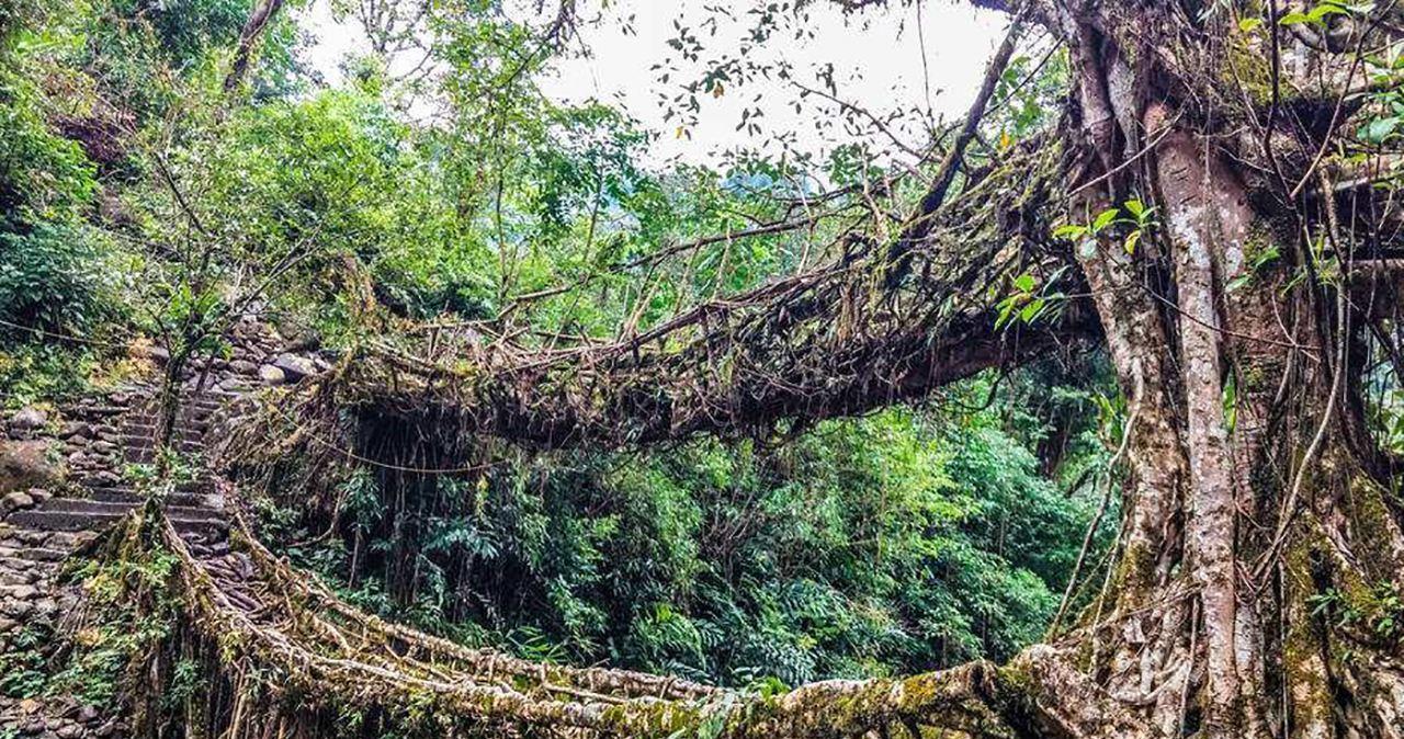 世界上最不缺水的地方,当地人用树建桥,十几年才能建成一座桥