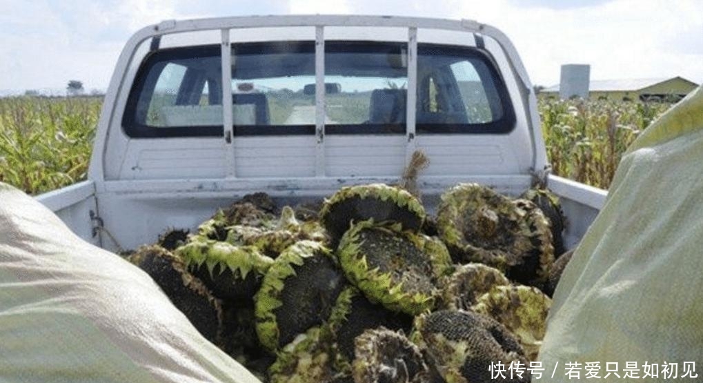  「玉米」中国人在非洲土地上种向日葵被非洲人嘲笑，尝到甜头后