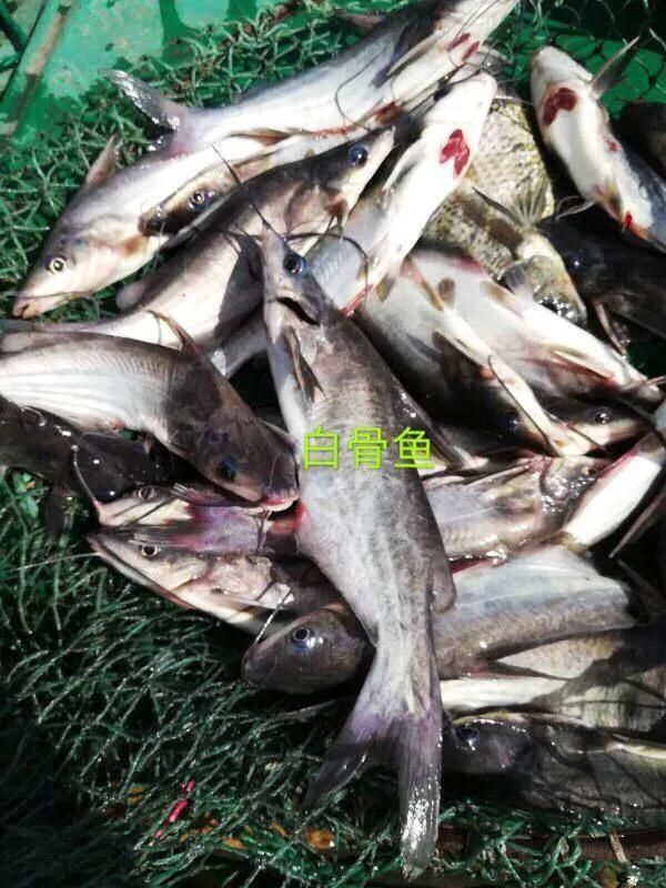  #我国#这种是我国最贵的淡水鱼品种之一，很多人即使钓到都舍不得吃