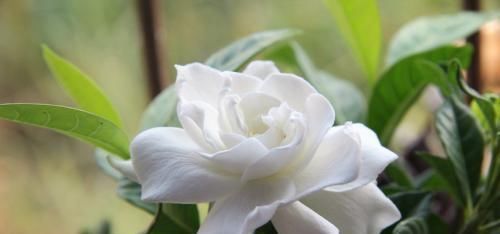  栀子花：花卉也有“喜好”，栀子花满足这“五点喜好”，也能开出洁白好花