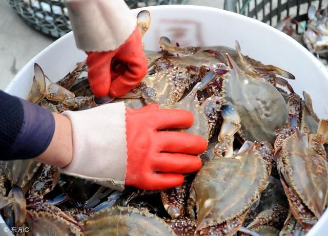 江浙沪梭子蟹100元一斤，梭子蟹疯涨背后原来是它们