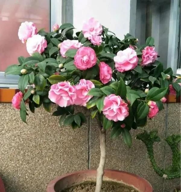  时间■养花不懂这4点，啥花都白养，白白浪费时间和精力，新手赶紧学习