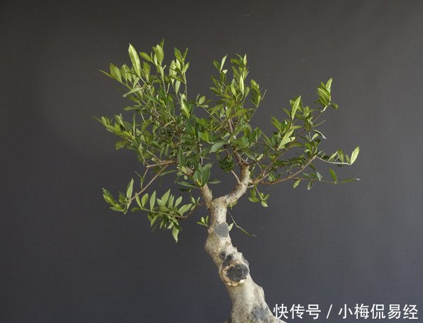 盆景艺术令人着迷，园艺中的珍品盆景的造型令人惊叹不已