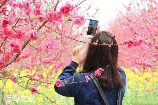 游客满意度成都第四 上海满意度最高