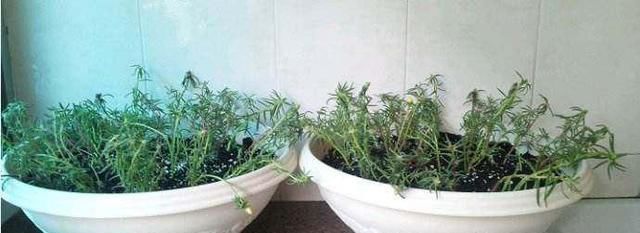  [漂亮]这花漂亮好养耐热，不用播种不用苗，掐几个枝条，随便就能种多盆