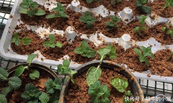 【寓意】春天养花添新株,当盆栽4种花卉,寓意好、株型美又好养活