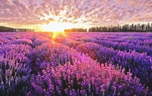 最美的花海,中国几个最值得去的花海