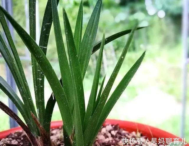  配制■怎样的兰花植料才是最好的不懂得配制，花再多钱都是浪费