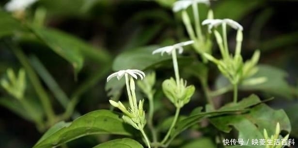 扭肚藤|花瓣长得很漂亮，可以养护成盆景，在农村经常见到