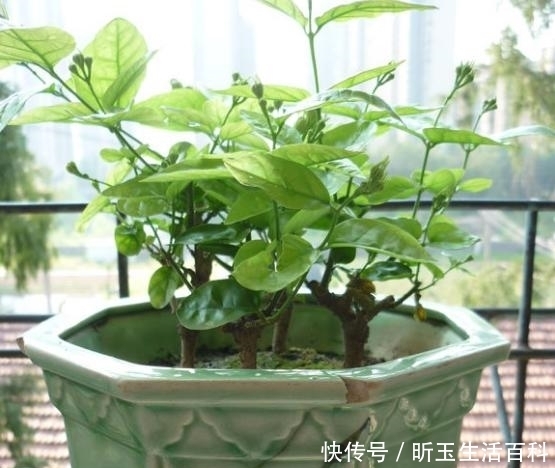『枝繁叶茂』夏天养茉莉,耍点“小手腕”,枝繁叶茂,开花多好几倍