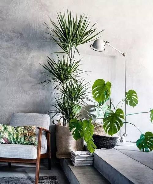 『植物』远离植物杀手，你需要这12种植物