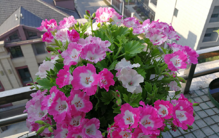  『珍品』喜欢玫瑰，不如就养盆“珍品”结绿珍，开花碧洁如玉，清秀淡雅！