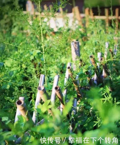  「快乐」篱笆小院住在乡村的快乐，你想体验吗！