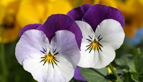 「天都」适合新手养的3种花，开花漂亮花期长，开花200天都不停