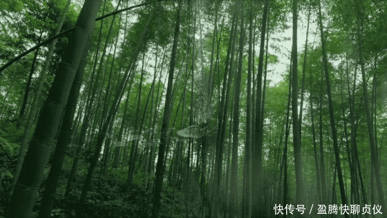 这部纪录片央视发力了,每一帧都可以当壁纸,BBC也无法超越