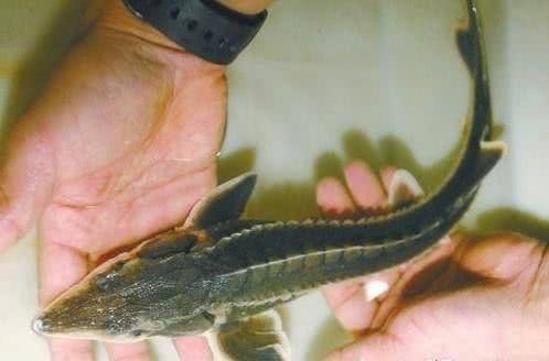  「中华鲟」这种鱼又称“长江鱼王”，如今长江中已看不见，近日