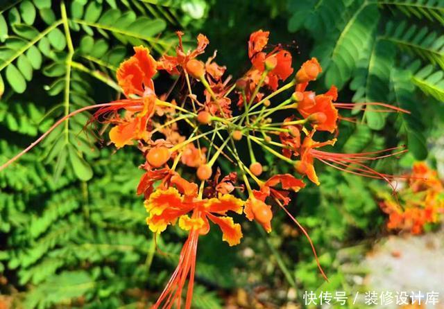 『不难』第一次见到长得这么像凤凰的花,可惜北方只能盆栽,养起来不难