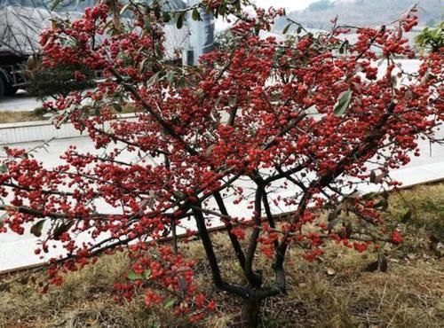 #不少#它在山上像“杂草”,殊不知是“果树”,1棵挂果“90个”,美