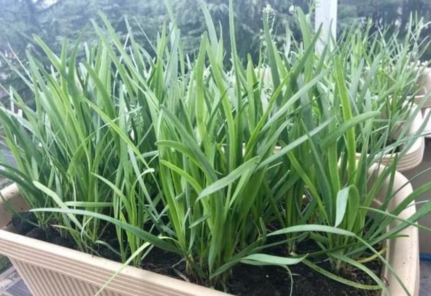  「韭菜」别人种花我种菜，“5种菜”种阳台，1个月就能吃，吃完一茬又一茬