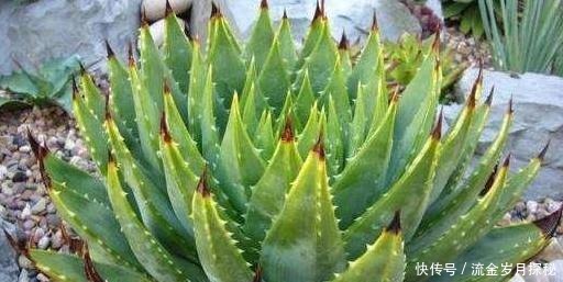 『种花草』可以食用的9种花草,最好在卧室放一盆!不但好看还好吃