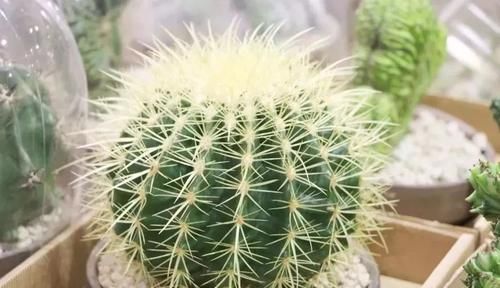  『家里』在家里养几种耐阴耐旱的观赏植物，不用经常照顾