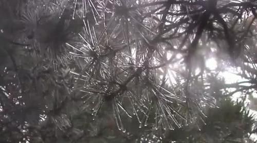 冷空气来袭！庐山现入冬首场雨凇景观，晶莹剔透宛如仙境