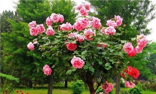  不贵■此花不贵,阳台种2棵,一年开花320天,俗称“花中皇后”!
