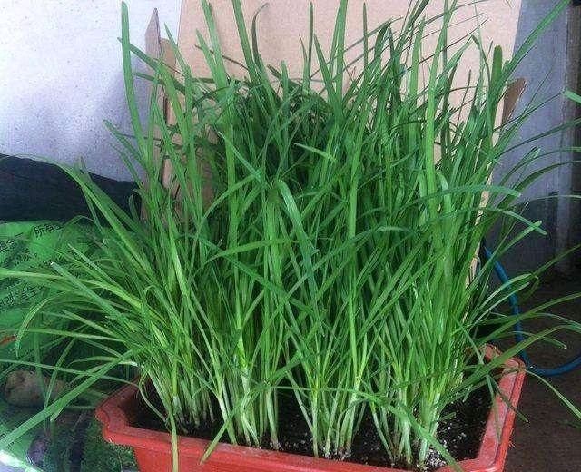  蔬菜@阳台上种了4种蔬菜。整个夏天你都不买蔬菜。你可以一个接一个地吃。绿色健康