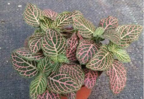  『圆滚』家里养这几款花，花开美艳，花型圆滚迷人，绚丽多彩，轻松爆盆