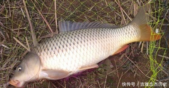  [小药]用什么小药！春钓鲤鱼就加它，成本忽略不计，抛竿个把小时准有效