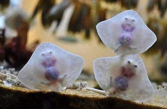 会变脸的怪鱼,到了加勒比海却无比乖巧,网友:真会玩!