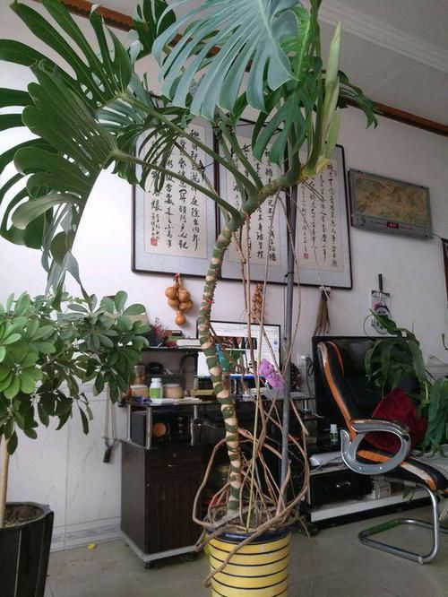  龟背竹养@龟背竹长出“宝贝”，花友都叫它“第二肺”，剪一刀子，变十盆