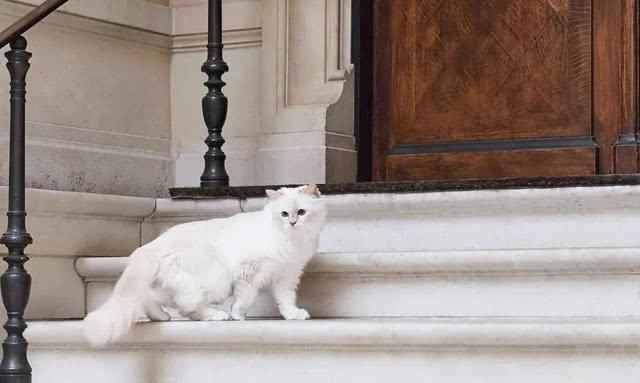  『Choupette』时尚教父“老佛爷”生前养的这只猫，有多幸运就有多难过
