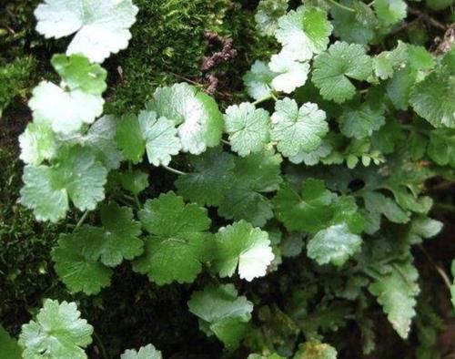  『香蒲草』1种野草在河边，越看越像“铜钱草”，枝叶漂亮，价值高、珍贵！
