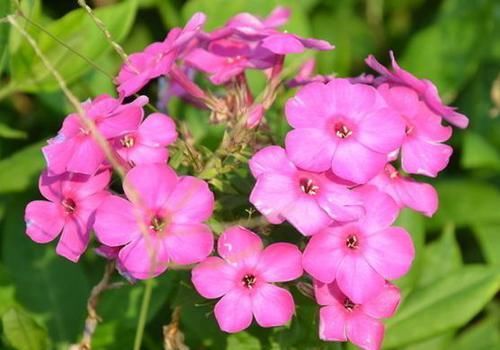  「妖姬」喜欢茶花，不如养盆“花中精品”桃灼蓝天，似粉色妖姬，鲜嫩可爱