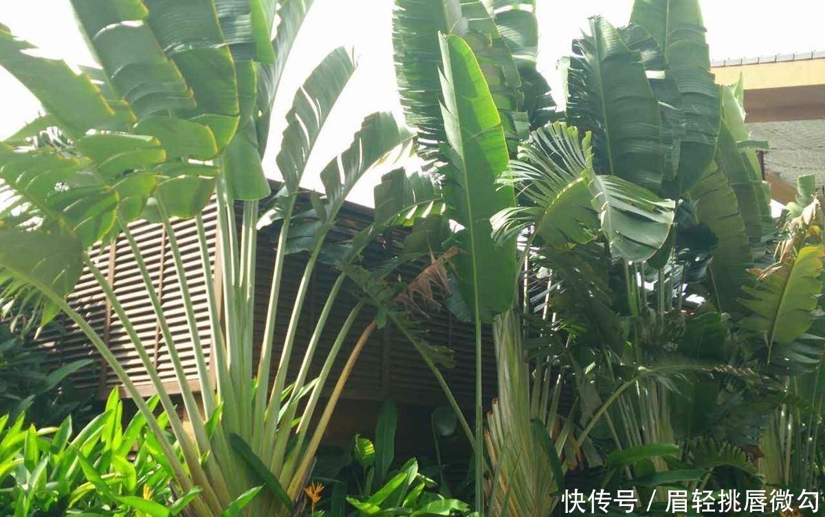 茫茫非洲大沙漠中的“人类救星”,不长果实,却养活着1500万人