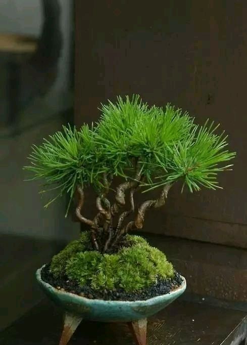  放进■我在路上捡起一座松塔，不小心把它放进了花盆里。太神奇了