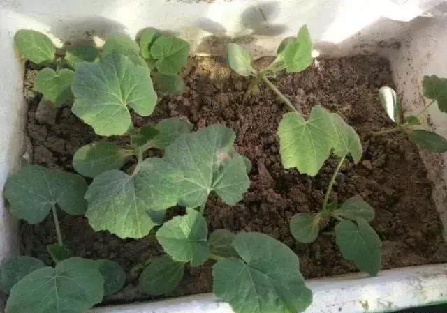 大爷花10年“种椅子”，一把卖80000！这些文玩在家也能种