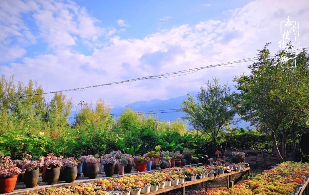  『植物』八种号称“养不死”的多肉,你养了几种?
