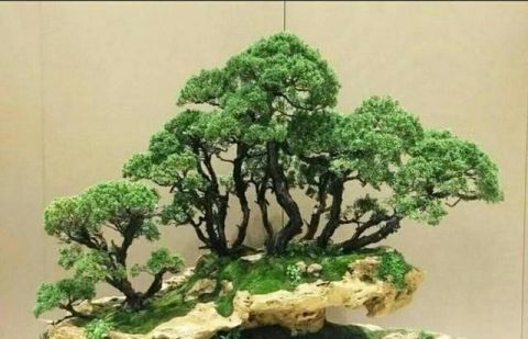 丛林式盆景造型要注意这4点，造出的景才会细致生动